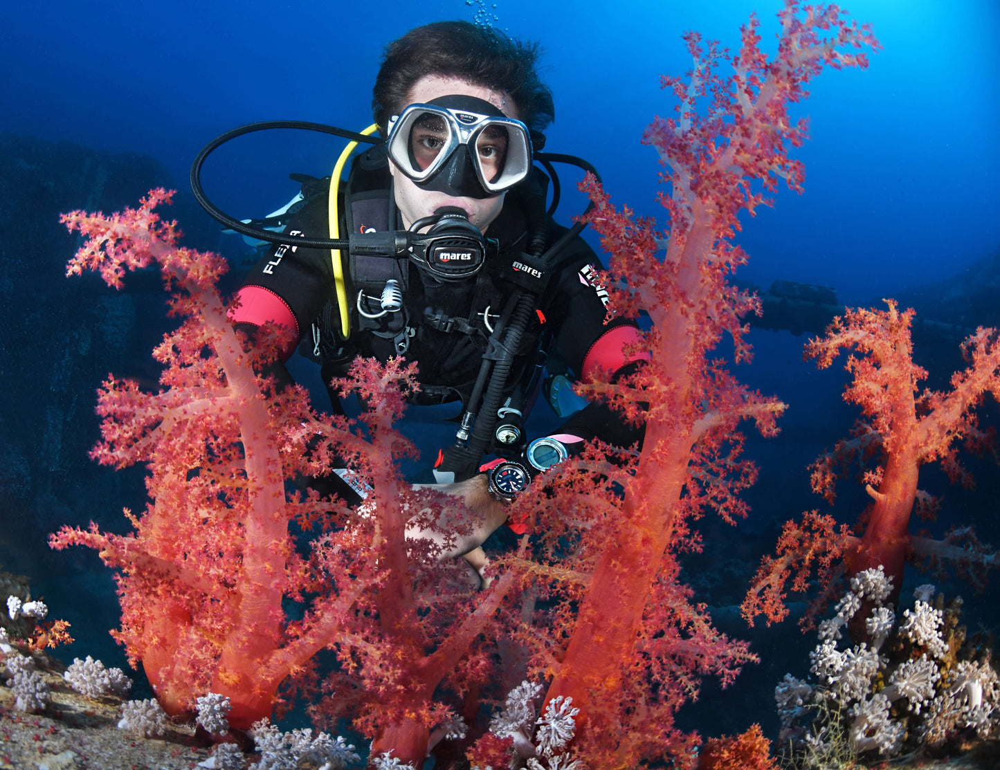 Scuba diver exploring vibrant red soft coral reef. Ideal for specialty dive courses & underwater training.