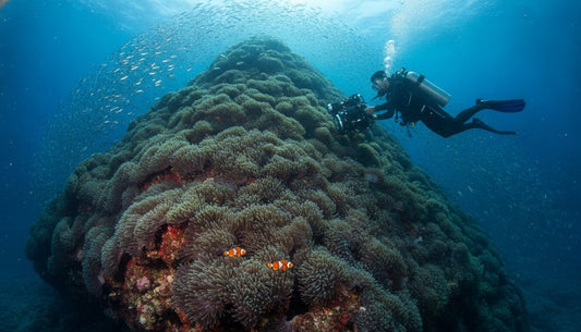 Anemone Reef Phuket Dive Guide: Exploring Thailand’s Vibrant Marine Sanctuary (2026)
