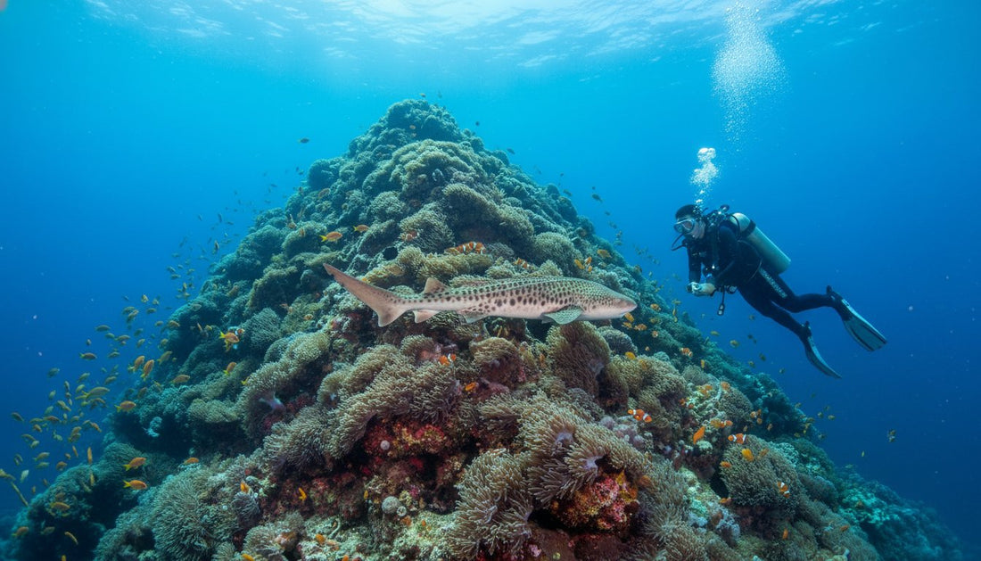 Anemone Reef Phuket: A Complete Guide to Thailand's Most Vibrant Submerged Pinnacle