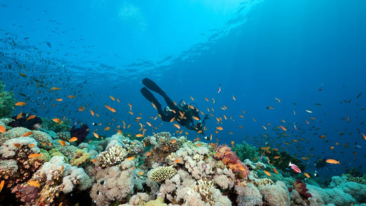 Scuba Diving in Patong Phuket: The 2026 Reference Guide